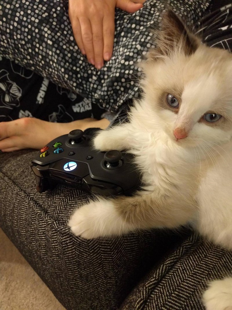 caturday pic of a kitten holding an xbox controller