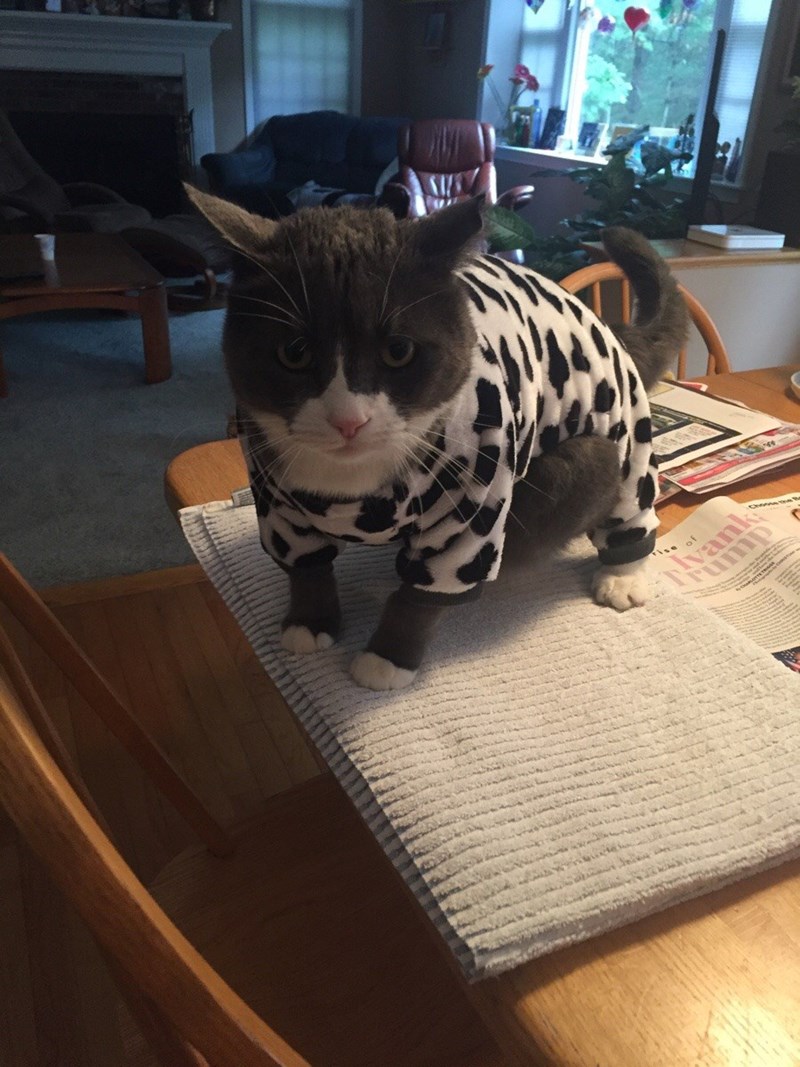 caturday pic of a cat wearing cow print