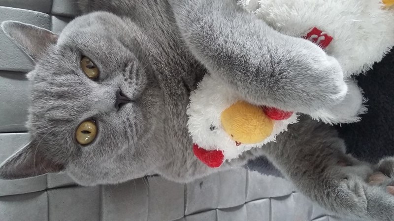 caturday pic of a cat hugging a chicken doll