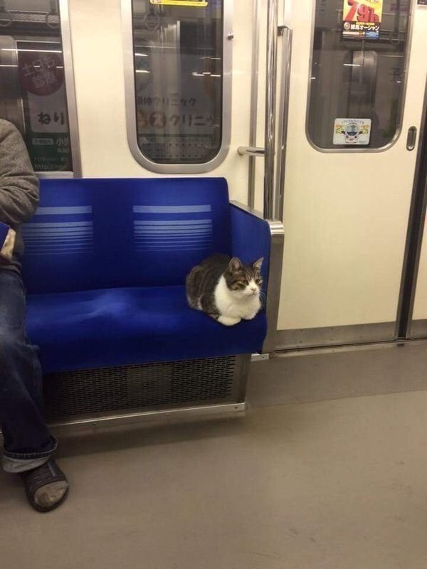 caturday meme of a cat riding public transport