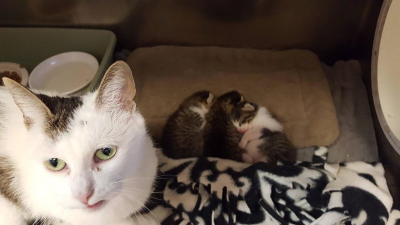 caturday meme of a tired looking cat sitting beside newborn kittens