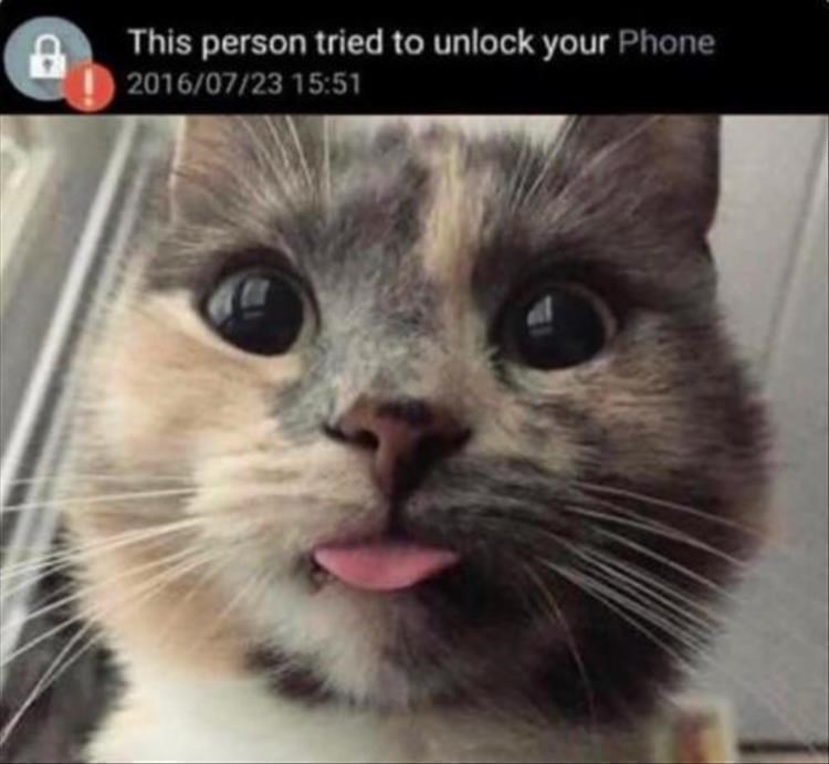 caturday meme about a cat trying to unlock a phone