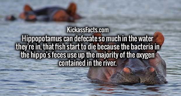 hippo head in water - KickassFacts.com Hippopotamus can defecate so much in the water they're in, that fish start to die because the bacteria in the hippo's feces use up the majority of the oxygen contained in the river.