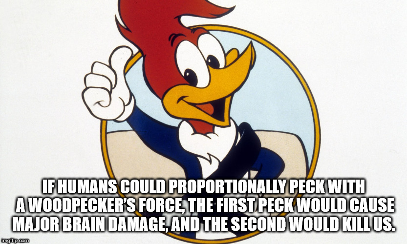 cartoon - If Humans Could Proportionally Peck With A Woodpecker'S Force The First Peck Would Cause Major Brain Damage, And The Second Would Killus. imgflip.com