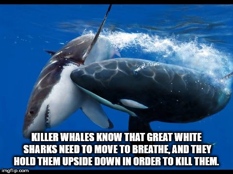 water - Killer Whales Know That Great White Sharks Need To Move To Breathe, And They Hold Them Upside Down In Order To Kill Them imgflip.com