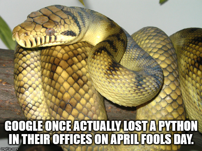 Google Once Actually Lost A Python In Their Offices On April Fools Day. imgflip.com