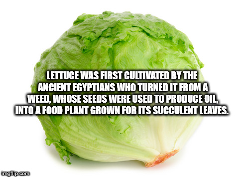 head of lettuce - Lettuce Was First Cultivated By The Ancient Egyptians Who Turned It From A Weed, Whose Seeds Were Used To Produce Oil Into A Food Plant Grown For Its Succulent Leaves. imgflip.com