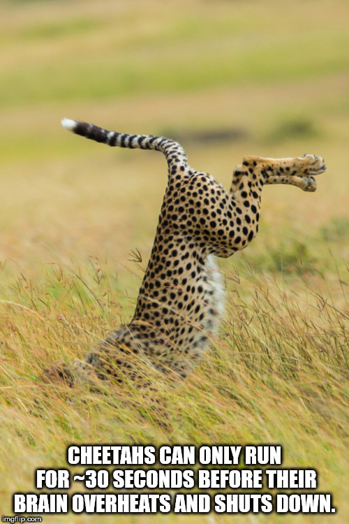 humor animal photo contest - Cheetahs Can Only Run For 30 Seconds Before Their Brain Overheats And Shuts Down. imgflip.com