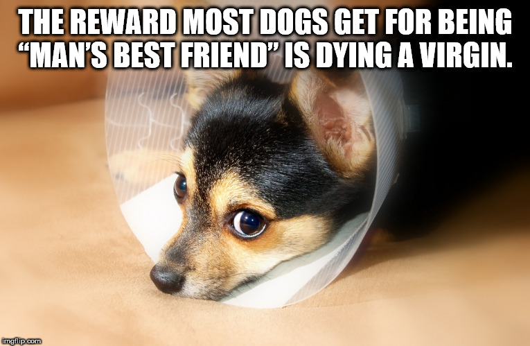 photo caption - The Reward Most Dogs Get For Being "Man'S Best Friend" Is Dying A Virgin. imgflip.com
