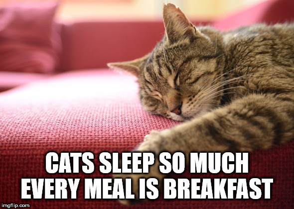 cat sleeping - Cats Sleep So Much Every Meal Is Breakfast imgflip.com