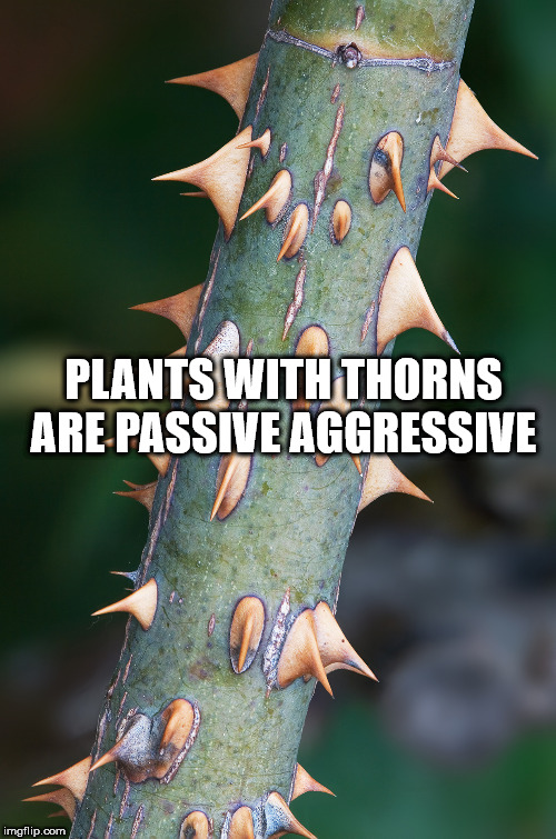 rose prickles - Plants With Thorns Are Passive Aggressive imgflip.com