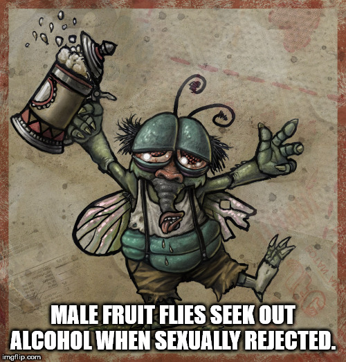 drunk fly - 99.00 Vood Male Fruit Flies Seek Out Alcohol When Sexually Rejected. imgflip.com