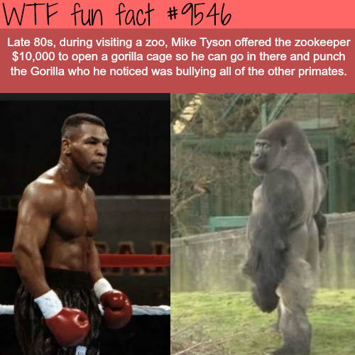 mike tyson fighting a gorilla - Wtf fun fact Late 80s. during visiting a zoo, Mike Tyson offered the Zookeeper $10,000 to open a gorilla cage so he can go in there and punch the Gorilla who he noticed was bullying all of the other primates.