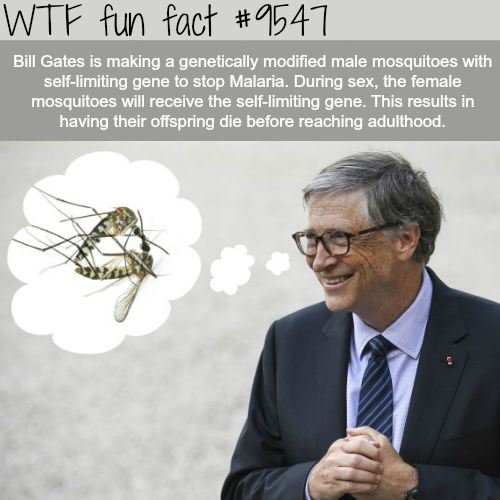 Wtf fun fact Bill Gates is making a genetically modified male mosquitoes with selflimiting gene to stop Malaria. During sex, the female mosquitoes will receive the selflimiting gene. This results in having their offspring die before reaching adulthood.