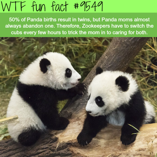 wien zoo panda - Wtf fun fact 50% of Panda births result in twins, but Panda moms almost always abandon one. Therefore, Zookeepers have to switch the cubs every few hours to trick the mom in to caring for both.