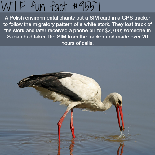 wtf fun facts - Wtf fun fact A Polish environmental charity put a Sim card in a Gps tracker to the migratory pattern of a white stork. They lost track of the stork and later received a phone bill for $2,700; someone in Sudan had taken the Sim from the tra