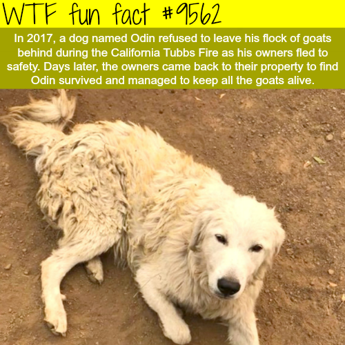 odin the dog pyrenees - Wtf fun fact In 2017, a dog named Odin refused to leave his flock of goats behind during the California Tubbs Fire as his owners fled to safety. Days later, the owners came back to their property to find Odin survived and managed t