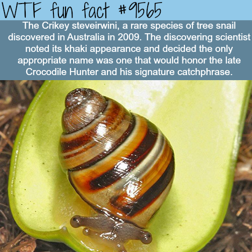 crikey steveirwini - Wtf fun fact The Crikey steveirwini, a rare species of tree snail discovered in Australia in 2009. The discovering scientist noted its khaki appearance and decided the only appropriate name was one that would honor the late Crocodile 