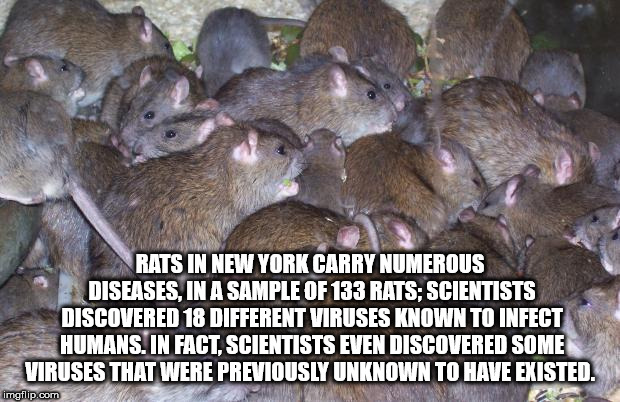 rat infestation - Rats In New York Carry Numerous Diseases, In A Sample Of 133 Rats Scientists Discovered 18 Different Viruses Known To Infect Humans. In Fact, Scientists Even Discovered Some Viruses That Were Previously Unknown To Have Existed. imgflip.c