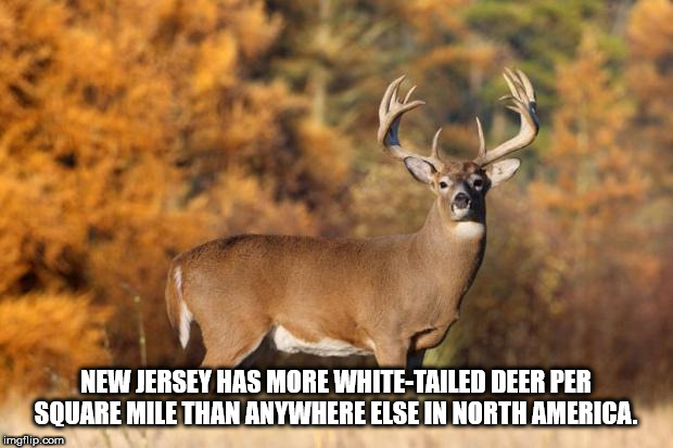 stopped by your deer stand - New Jersey Has More WhiteTailed Deer Per Square Miile Than Anywhere Else In North America. imgflip.com