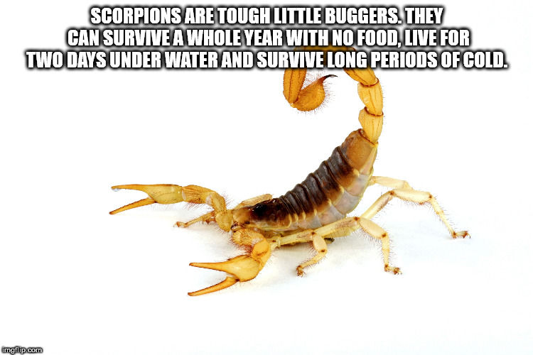 scorpion - Scorpions Are Tough Little Buggers. They Can Surviveawhole Year With No Food. Tive For Two Days Under Water And Survive Long Periods Of Cold imgflip.com