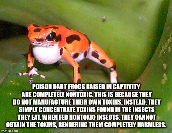 strawberry poison dart frog - Poison Dart Frogs Raised In Captivity Are Completely Nontoxic. This Is Because They Do Not Manufacture Their Own Toxins. Instead. They Simply Concentrate Toxins Found In The Insects They Eat When Fed Nontoxic Insects, They Ca