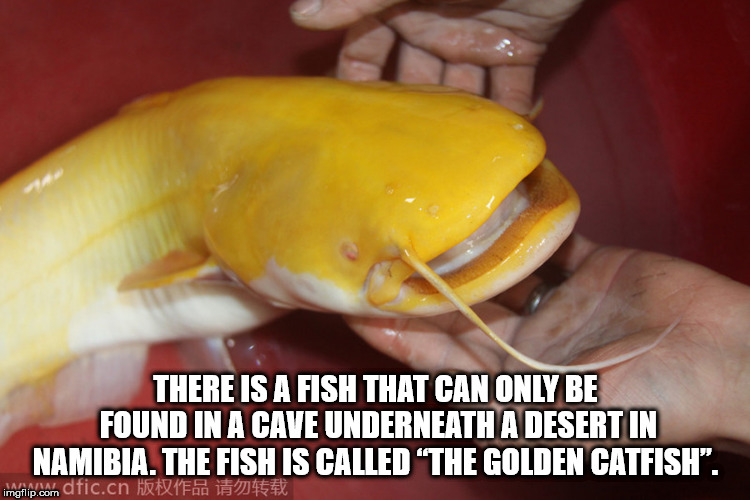 success kid template - There Is A Fish That Can Only Be Found In A Cave Underneath A Desert In Namibia. The Fish Is Called The Golden Catfish". imgflip.com dfic.cn Feb 1 45