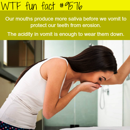 wtf facts about your body - Wtf fun fact Our mouths produce more saliva before we vomit to protect our teeth from erosion. The acidity in vomit is enough to wear them down.
