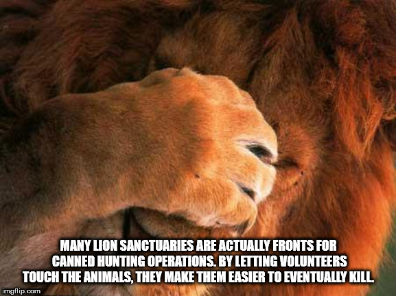 funny lion - Manylon Sanctuaries Are Actually Fronts For Canned Hunting Operations. By Letting Volunteers Touch The Animals, They Make Them Easier To Eventually Kill imgflip.com