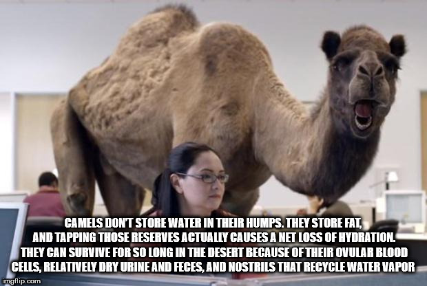 bryant-denny stadium - Camels Dont Store Water In Their Humps. They Store Fat. And Tapping Those Reserves Actually Causes A Net Loss Of Hydration. They Can Survive For So Long In The Desert Because Of Their Ovular Blood Cells. Relatively Dry Urine And Fec