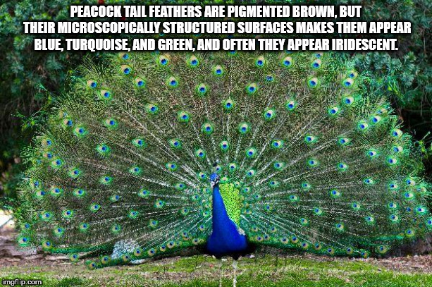 indian peacock - Peacocktail Feathers Are Pigmented Brown, But Their Microscopically Structured Surfaces Makes Them Appear Blue, Turquoise, And Green, And Often They Appear Iridescent. imgflip.com