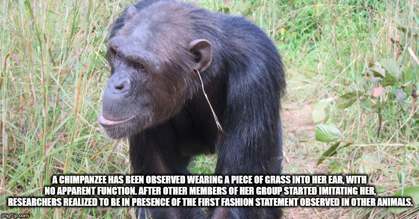 chimpanzee grass in ear - A Chimpanzee Has Been Observed Wearing A Piece Of Grass Into Her Ear, With No Apparent Function. After Other Members Of Her Group Started Imitating Her, Researchers Realized To Be In Presence Of The First Fashion Statement Observ