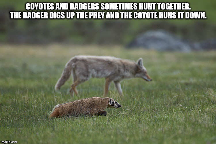 coyote and badger - Coyotes And Badgers Sometimes Hunt Together. The Badger Digs Up The Prey And The Coyote Runs It Down. imgflip.com