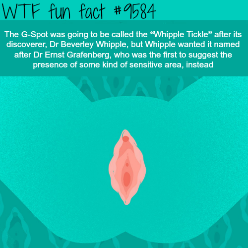 fun facts - Wtf fun fact The GSpot was going to be called the "Whipple Tickle after its discoverer, Dr Beverley Whipple, but Whipple wanted it named after Dr Ernst Grafenberg, who was the first to suggest the presence of some kind of sensitive area, inste