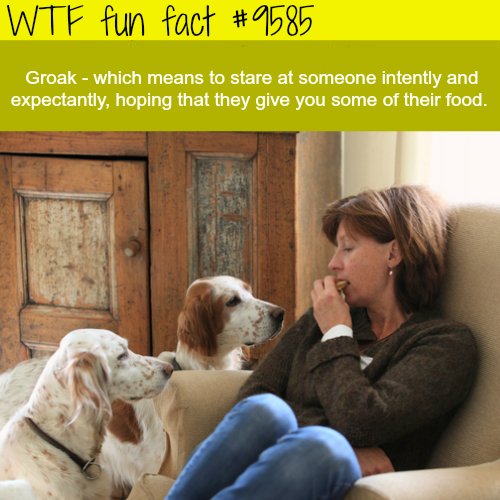 stare wtf facts - Wtf fun fact Groak which means to stare at someone intently and expectantly, hoping that they give you some of their food.