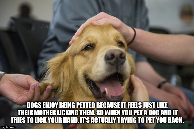 shower thought golden retriever emotional support dogs - Dogs Enjoy Being Petted Because It Feels Just Their Mother Licking Them. So When You Pet A Dog And It Tries To Lick Your Hand, It'S Actually Trying To Pet You Back. imgflip.com