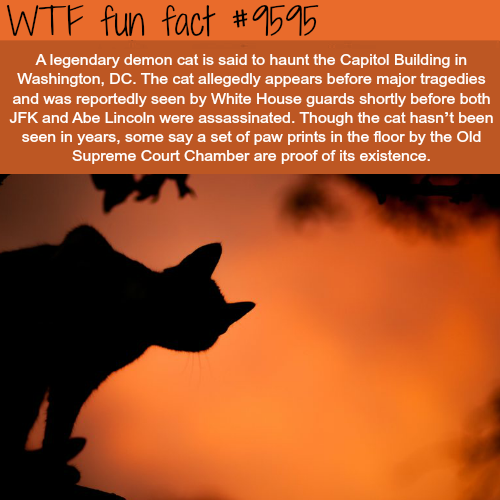 40 Fun Facts to Feed Your Mind
