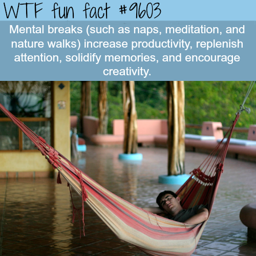 40 Fun Facts to Feed Your Mind
