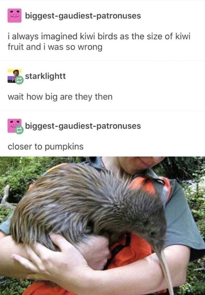 meme - big are kiwi birds - biggestgaudiestpatronuses i always imagined kiwi birds as the size of kiwi fruit and i was so wrong starklightt wait how big are they then biggestgaudiestpatronuses closer to pumpkins