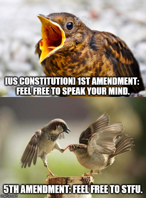 funny birds - Us Constitutioni 1ST Amendment Feel Free To Speak Your Mind. 5TH Amendment Feel Free To Stfu. imgflip.com