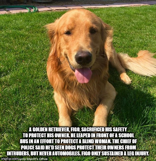 golden retriever in backyard - A Golden Retriever, Figo, Sacrificed His Safety.Com To Protect His Owner. He Leaped In Front Of A School Bus In An Effort To Protect A Bund Woman. The Chief Of Police Said Hed Seen Dogs Protect Their Owners From Intruders, B