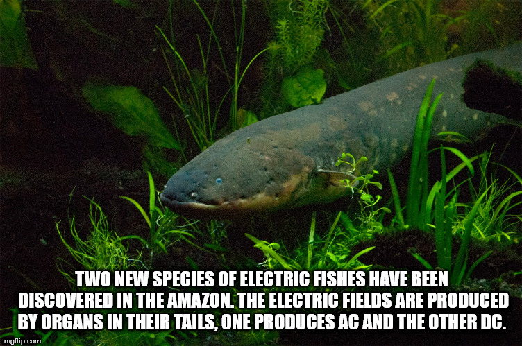 electric eel - Two New Species Of Electric Fishes Have Been Discovered In The Amazon. The Electric Fields Are Produced By Organs In Their Tails, One Produces Ac And The Other Dc. imgflip.com