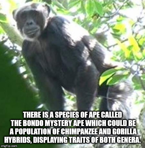 There Is A Species Of Ape Called The Bondo Mystery Ape Which Could Be A Population Of Chimpanzee And Gorilla Hybrids. Displaying Traits Of Both Genera. imgflip.com