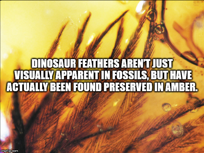 dinosaur feathers in amber - Dinosaur Feathers Aren'T Just Visually Apparent In Fossils, But Have Actually Been Found Preserved In Amber. imgflip.com