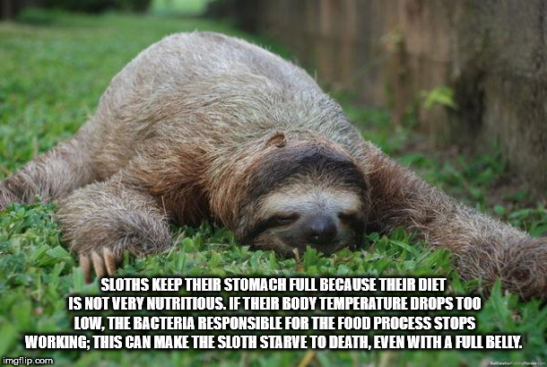 sloth sleeping - Sloths Keep Their Stomach Full Because Their Diet Is Not Very Nutritious. If Their Body Temperature Drops Too Low. The Bacteria Responsible For The Food Process Stops Working This Can Make The Sloth Starve To Death, Even With A Full Belly
