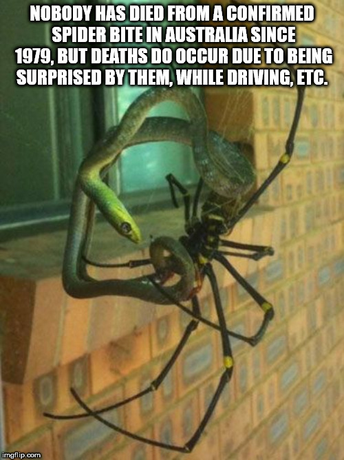 australia spider snake - Nobody Has Died From A Confirmed Spider Bite In Australia Since 1979, But Deaths Do Occur Due To Being Surprised By Them, While Driving, Etc. imgflip.com