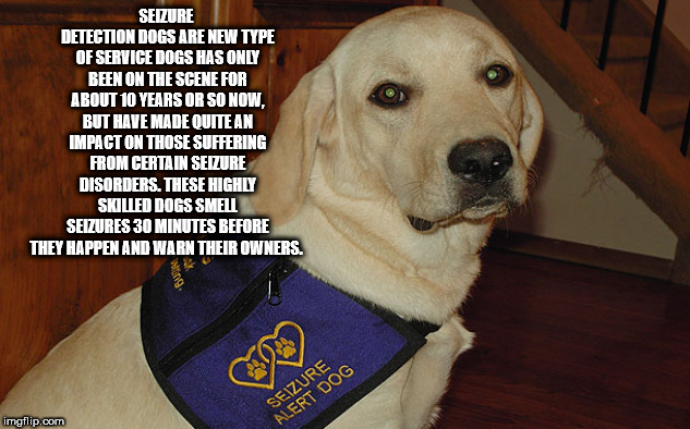 photo caption - Seizure Detection Dogs Are New Type Of Service Dogs Has Only Been On The Scene For About 10 Years Or So Now, But Have Made Quite An Impact On Those Suffering From Certa In Seizure Disorders. These Highly Skilled Dogs Smel Seizures 30 Minut