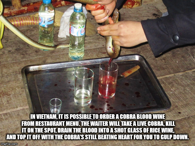 water - In Vietnam, It Is Possible To Order A Cobra Blood Wine From Restaurant Menu. The Waiter Will Take A Live Cobra, Kill It On The Spot, Drain The Blood Into A Shot Glass Of Rice Wine, And Top It Off With The Cobra'S Still Beating Heart For You To Gul