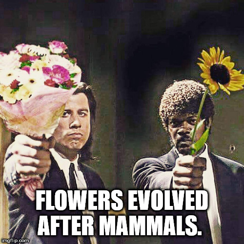 aoki's shave ice - Flowers Evolved After Mammals. imgflip.com