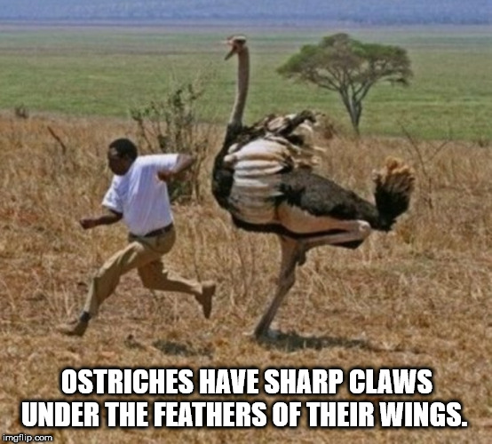 average height of an ostrich - Ostriches Have Sharp Claws Under The Feathers Of Their Wings. imgflip.com